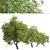 Fast-growing Chinese Elm Tree - Elegant and Versatile 3D model small image 4