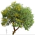 Fast-growing Chinese Elm Tree - Elegant and Versatile 3D model small image 5