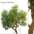 Fast-growing Chinese Elm Tree - Elegant and Versatile 3D model small image 7