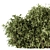 Lush Ficus Bush - Complete Set 3D model small image 2