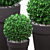 Three Round Boxwood Bushes in Ceramic Pots. 3D model small image 2