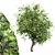 African Olive Tree: Stunning 3D Model 3D model small image 5