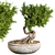 Elegant Bonsai Plant: 140cm Diameter, 210cm Height 3D model small image 1