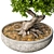 Elegant Bonsai Plant: 140cm Diameter, 210cm Height 3D model small image 3