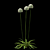 Elegant Allium "Mont Blanc" Bow 3D model small image 5