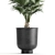 Tropical Palm Collection in Black Pots 3D model small image 3