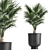 Tropical Palm Collection in Black Pots 3D model small image 4