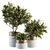 Floral Oasis: Indoor Plant Set 181 3D model small image 1