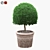 Semi Boxwood Bush: Stylish & Compact 3D model small image 1