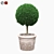 Round Boxwood Bush in Pot 3D model small image 1