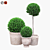 Artificial Boxwood Bushes in Stylish Pots 3D model small image 1