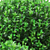 Artificial Boxwood Bushes in Stylish Pots 3D model small image 4