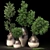 Creative Plant 3D Models Pack 3D model small image 2