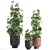 Modern Plant Collection with Vig Planter L Set 3D model small image 1