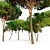 Stunning Stone Pine Tree 3D model small image 3