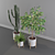 Exquisite Greenery: Ficus, Fern & Cactus 3D model small image 4