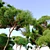 Stone Pine Tree Bundle: 2 Models, Vray Material Library 3D model small image 2