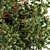 Blooming Berry Bush Sets Beauty 3D model small image 2