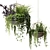 Ampelous Beauties in Hanging Pots 3D model small image 2