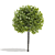 Alphens Globe Sycamore | Platanus acerifolia 3D model small image 3