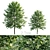 Tall and Leafy Tilia Platypyllos 3D model small image 1