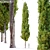 Mediterranean Cypress Tree: Vray Material, 15m Height 3D model small image 1