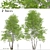 Himalayan Birch Tree Set (2 Trees) 3D model small image 1