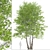 Himalayan Birch Tree Set (2 Trees) 3D model small image 2