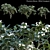 Elegant White Plumeria 3D Model 3D model small image 1