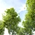 Majestic Oak Tree: Vray Material Library, 14m Height 3D model small image 2