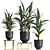 Exotic Plant Collection: Strelitzia & Alpinia Zero 3D model small image 1