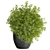 Outdoor Plant 11: Realistic 3D Model 3D model small image 3