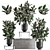 Exotic Ficus Plant Collection in Stylish Vig Planters 3D model small image 1
