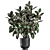 Exotic Ficus Plant Collection in Stylish Vig Planters 3D model small image 2