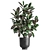 Exotic Ficus Plant Collection in Stylish Vig Planters 3D model small image 3