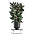 Exotic Ficus Plant Collection in Stylish Vig Planters 3D model small image 6