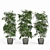 Elegant Trio of Ficus Alii 3D model small image 1