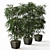 Elegant Trio of Ficus Alii 3D model small image 3