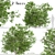 Elder Gewone Vlier: Set of 2 Sambucus Nigra Trees 3D model small image 2