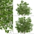 Elder Gewone Vlier: Set of 2 Sambucus Nigra Trees 3D model small image 4