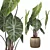 Exquisite Alocasia Pink Dragon 3D model small image 1