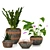 Eco Green Plant Collection 3D model small image 1