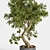 Breathtaking Bonsai: Plant_bonsai_01 3D model small image 1