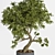 Breathtaking Bonsai: Plant_bonsai_01 3D model small image 2