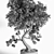 Breathtaking Bonsai: Plant_bonsai_01 3D model small image 3