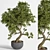 Breathtaking Bonsai: Plant_bonsai_01 3D model small image 6