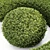 Compact Yaupon Holly - Spherical Box Hedge 3D model small image 4