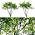 Amelanchier 4m: Superior Size and Form 3D model small image 1