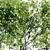 Amelanchier 4m: Superior Size and Form 3D model small image 4