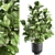 Tropical Plant Collection: Exotic Ficus Lyrata in Vig Planter 3D model small image 1